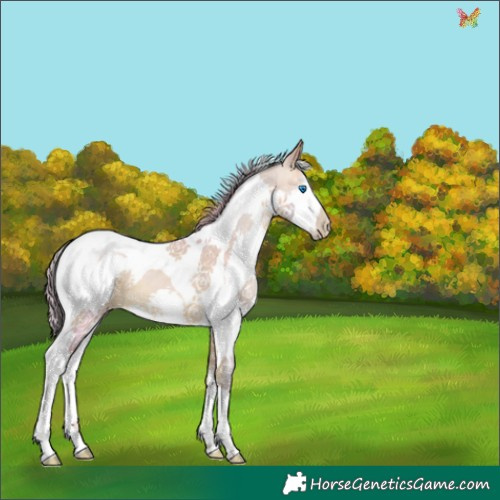 Horse Color:Watercolor Buckskin Pearl Splash Tobiano