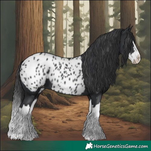 Horse Color:Black Splash Appaloosa 