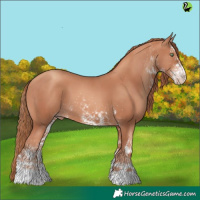 Horse Color:White Spotted Gold Champagne 