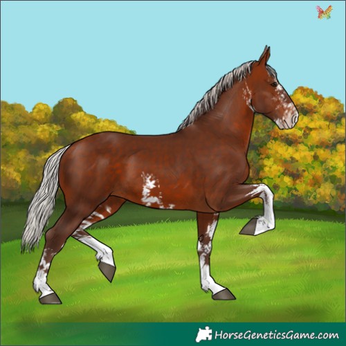 Horse Color:White Spotted Silver Bay