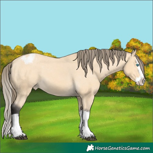 Horse Color:Buckskin Splash Appaloosa 