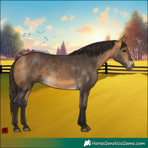 Horse Color:Buckskin