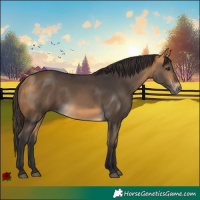 Horse Color:Buckskin 