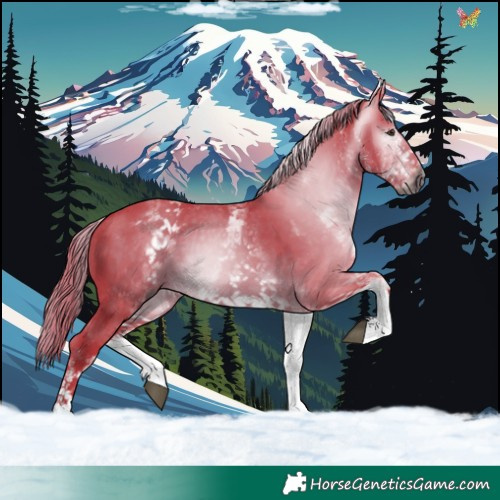 Horse Color:Gray Watercolor White Spotted Liver Chestnut 