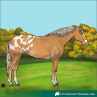 Horse Color:Palomino Blanket 