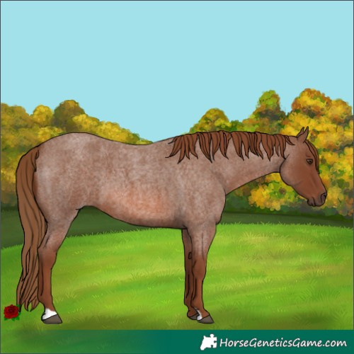 Horse Color:Red Roan