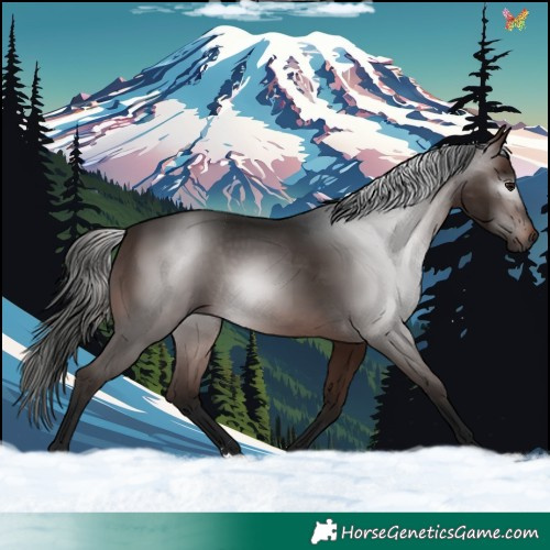 Horse Color:Gray Bay 