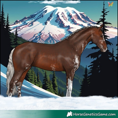 Horse Color:White Spotted Silver Bay Tobiano