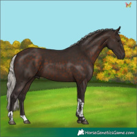 Horse Color:Silver Brown Tobiano 
