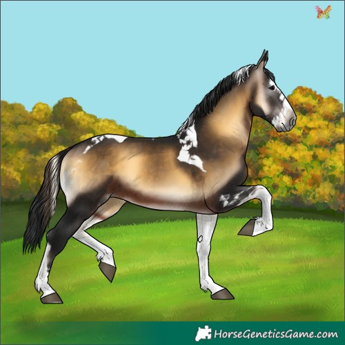 Horse Color:Gray Brown Onyx Splash Tobiano 