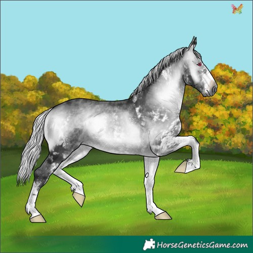 Horse Color:Gray White Spotted Silver Brown Chinchilla Onyx 