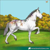 Horse Color:Gray Nacre White Spotted Silver Brown Onyx