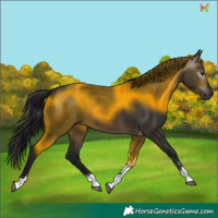 Horse Color:Gray Brown Dun Tobiano