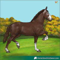 Horse Color:Gray Chestnut