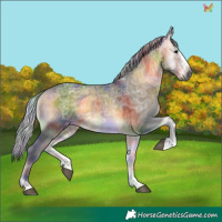 Horse Color:Gray Nacre Silver Buckskin Ice Onyx