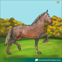 Horse Color:Gray Chocolate Palomino Ice 