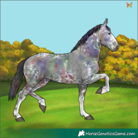 Horse Color:Gray Nacre White Spotted Liver Chestnut Ice 