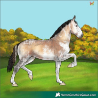 Horse Color:Gray White Spotted Bay Ice Onyx