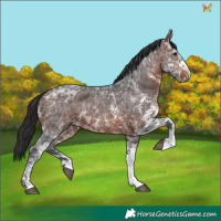 Horse Color:White Spotted Brown Ice 