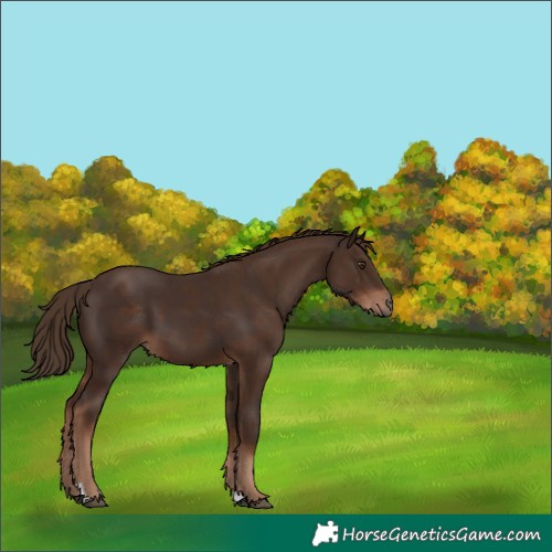 Horse Color:Liver Chestnut  and Liver Chestnut 