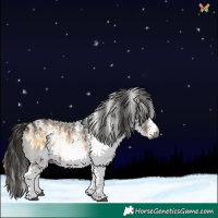 Horse Color:Gray White Spotted Liver Red Onyx 