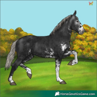 Horse Color:Gray White Spotted Silver Brown 