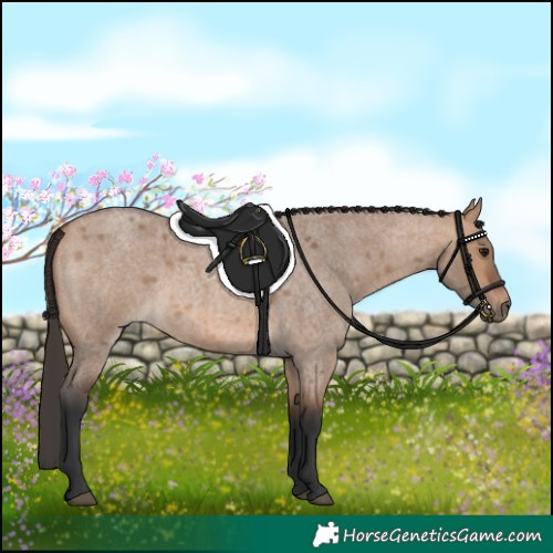 Horse Color:Bay Roan Dun 