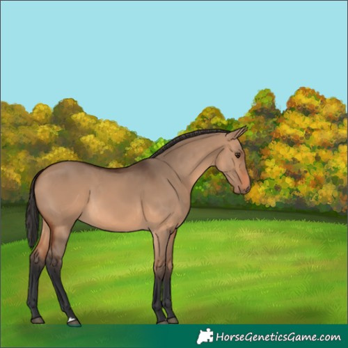 Horse Color:Unknown 