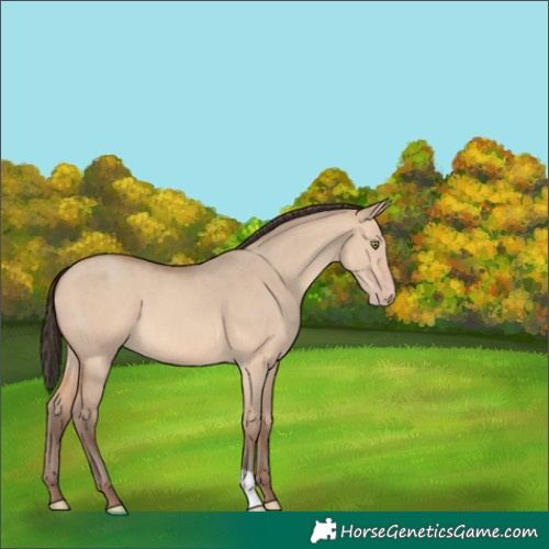 Horse Color:Unknown 