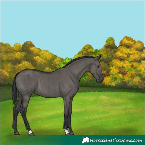 Horse Color:Unknown 