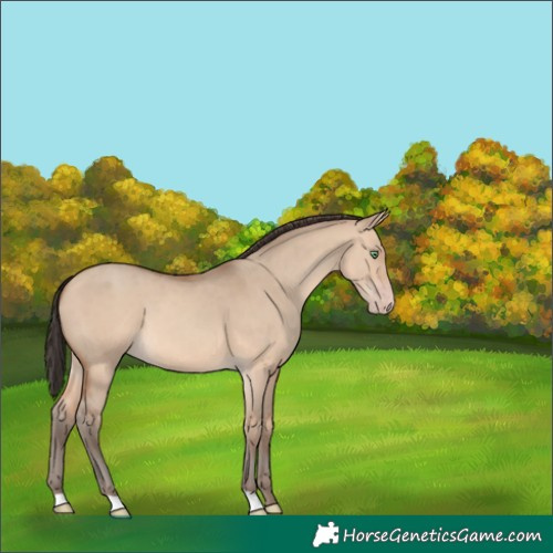 Horse Color:Unknown 