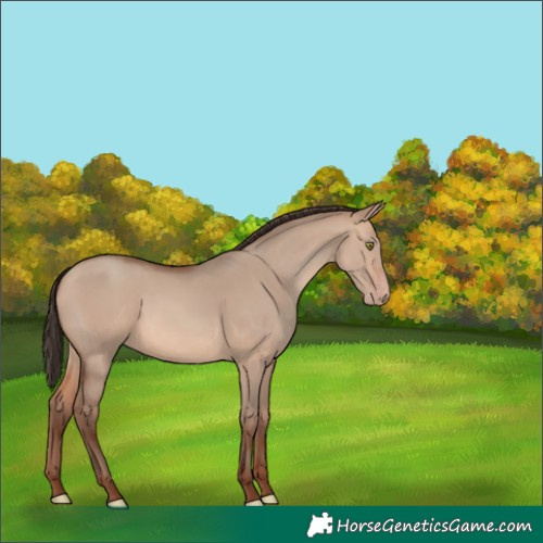 Horse Color:Unknown 