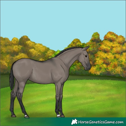 Horse Color:Unknown 