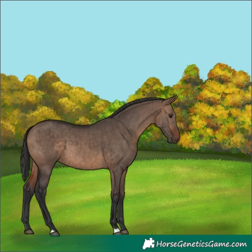 Horse Color:Unknown 