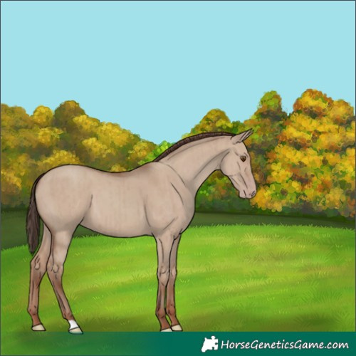 Horse Color:Unknown 