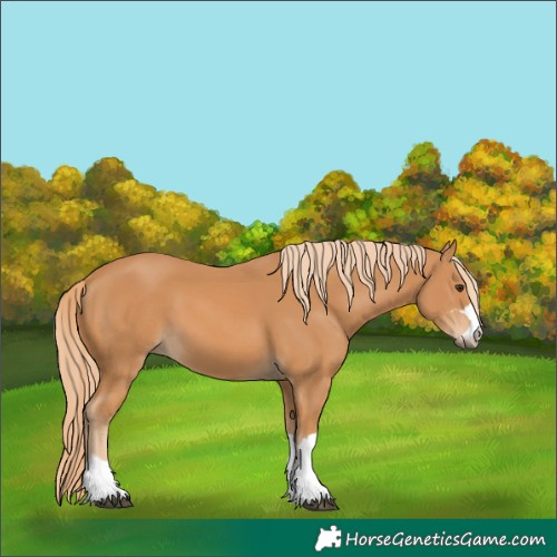 Horse Color:Chestnut 