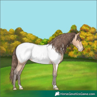 Horse Color:Amber Champagne Near Fewspot 