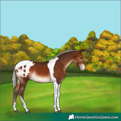 Horse Color:Silver Brown Tobiano Appaloosa
