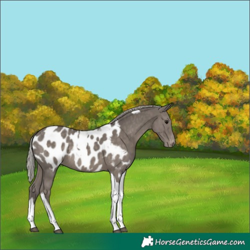 Horse Color:Silver Black Tobiano Appaloosa 