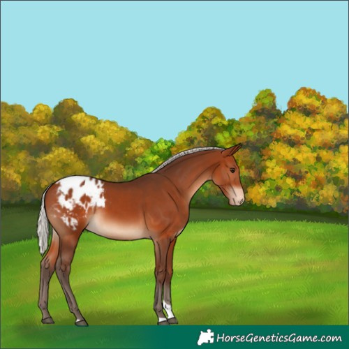 Horse Color:Silver Brown Tobiano Appaloosa 