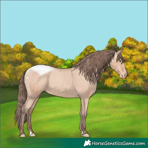 Horse Color:Amber Champagne Appaloosa 