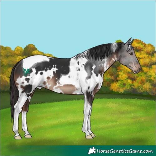 Horse Color:White Spotted Liver Chestnut Tobiano 