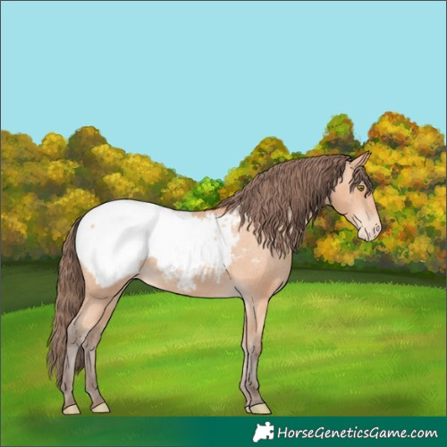 Horse Color:Amber Champagne Appaloosa 
