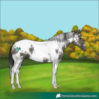 Horse Color:White Spotted Grullo Tobiano 