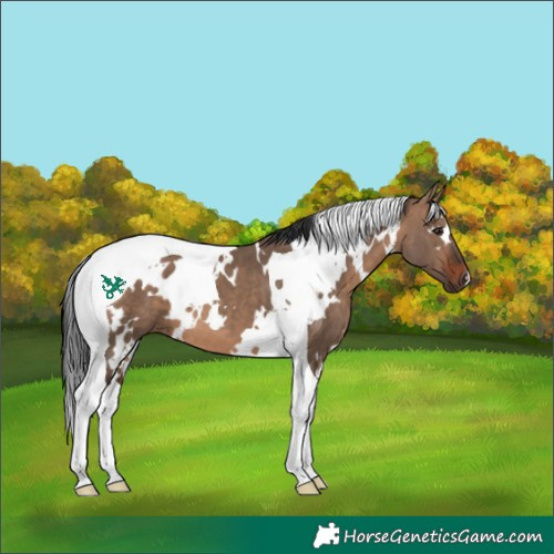 Horse Color:White Spotted Brown Dun Tobiano 