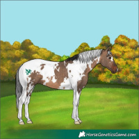 Horse Color:White Spotted Brown Dun Tobiano