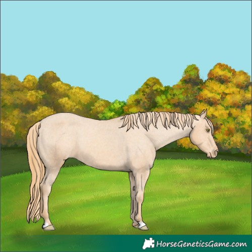 Horse Color:Gold Champagne Appaloosa