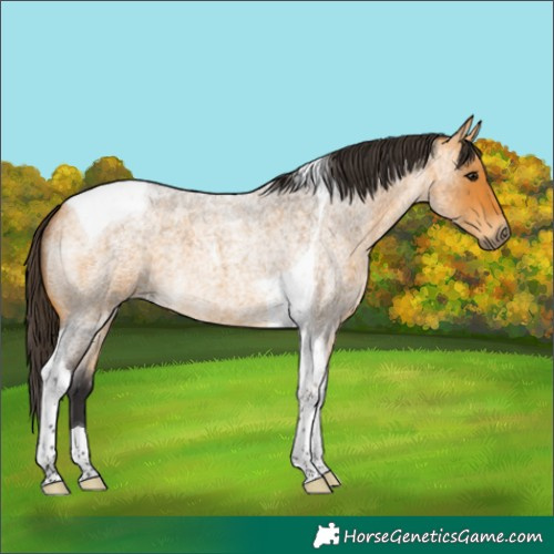 Horse Color:Buckskin Roan Tobiano 