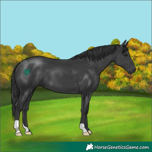Horse Color:Black 