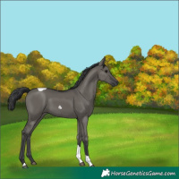 Horse Color:Grullo Mushroom Tobiano